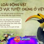NewZgraphic: 5 loài động vật quý hiếm trong Sách Đỏ báu vật thiên nhiên cần được bảo vệ