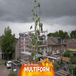 Hà Lan ghi nhận kỷ lục cây hoa hướng dương cao gần 10 mét