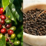 Giá cà phê và hồ tiêu neo ở mức cao, lúa gạo ổn định
