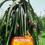 Nông sản Việt quyết tâm vượt qua rào cản để khẳng định vị trí trên thị thường quốc tế