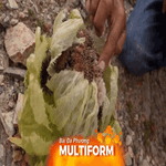 Chiêm ngưỡng hoa sen tuyết trên vùng cao Tân Cương, Trung Quốc