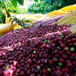 Giá cà phê, hồ tiêu đồng loạt tăng, giá lúa gạo bình ổn