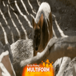 Phát hiện con pudu bạch tạng quý hiếm ở Chile