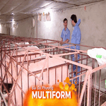 An toàn sinh học: Giải pháp hướng đến chăn nuôi heo bền vững