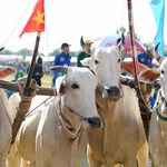 Một không gian văn hóa mới của Hội đua bò Bảy Núi An Giang
