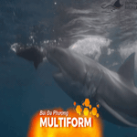 Thử nghiệm đồ lặn giúp người mặc giảm vết thương do cá mập cắn