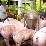 Giá heo hơi hôm nay 6/9/2025: Tiếp đà tăng giá