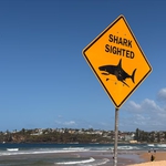 Australia: Cá mập tấn công chết người tại bãi biển Sydney