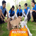 Trung Quốc: Hơn 10 chú hổ con và sư tử con ra mắt công chúng