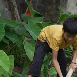 Nhật Đình: Cậu bé tự đào khoai ăn qua ngày, ước lớn nhanh để cứu cha