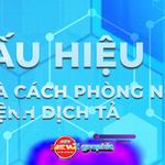 NewZgraphic: Dấu hiệu và cách phòng ngừa bệnh dịch tả