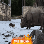 “Châu chấu đá voi” trong thực tế