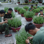 Đại đội Pháo binh 40 vượt nắng gió thao trường, chăm 500 chậu hoa đón Tết