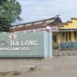 Tiêu hủy 170 tấn thịt và sản phẩm đồ hộp của Công ty đồ hộp Hạ Long nhiễm virus, vi khuẩn