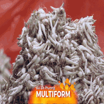 Khu bán kiệu lớn nhất tại TP. Hồ Chí Minh vào mùa Tết: Đa dạng nguồn cung, ổn định giá cả