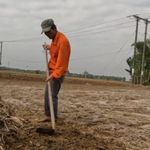 Chậm trễ phục hồi đất sau lũ: Người dân Gò Nổi kêu cứu