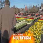 Hà Lan: Hoa tulip khoe sắc mang thông điệp năm mới 2026