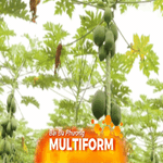 Hơn 20.000 tấn trái cây từ TP. Hồ Chí Minh sẵn sàng cung ứng thị trường Tết