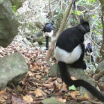 Hành trình bẫy ảnh phát hiện quần thể voọc mông trắng mới nhất ở Việt Nam