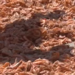 Cà Mau: Tôm khô hút hàng dịp Tết