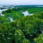 Khám phá hệ sinh thái đầm Thị Nại qua khóa học nhiếp ảnh tư liệu miễn phí