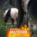 Trung Quốc cho hồi hương hai gấu trúc sau căng thẳng với Nhật Bản