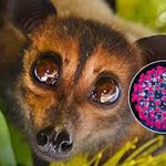 Virus Nipah "tái xuất" tại Ấn Độ: Tỷ lệ tử vong cao, các nước châu Á cấp tốc siết chặt kiểm dịch