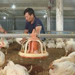 Ngành chăn nuôi ứng dụng công nghệ cao vào sản xuất