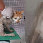 Công an TP.HCM tìm chủ nhân của 32 chó, mèo vừa được giải cứu