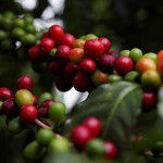 Giá cà phê giảm, giá hồ tiêu bật tăng