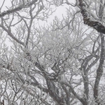 Miền Bắc rét đậm, rét hại, Hà Nội rét 9 độ C