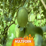 Cù lao Bạch Đằng bước vào cao điểm thu hoạch bưởi Tết