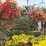 Thị trường hoa kiểng Tết 2026 sôi động từ sớm