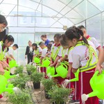 Tân Mỹ Xanh: Để học sinh học cách sống xanh từ thực tiễn