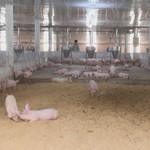 Đổi mới chăn nuôi an toàn sinh học TP. Hồ Chí Minh: Giảm chi phí, thu lời tỷ đồng