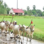 Hội Đua bò Bảy Núi 2026 sôi động với sắc màu văn hóa