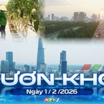 Vươn khơi - Ngày 1/2/2026 | Nông dân trồng mai bước vào thời điểm quan trọng nhất