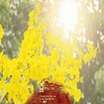 TP. Hồ Chí Minh “thay áo mới” loạt khu đất vàng, sẵn sàng đón người dân du xuân