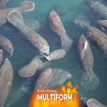 Mỹ: Hàng trăm con heo biển tập trung tại các vùng nước nóng