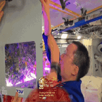 Vụ mùa cà chua bội thu trên Trạm vũ trụ Thiên Cung