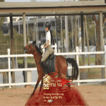 Cưỡi ngựa thành trào lưu du xuân của giới trẻ TP. Hồ Chí Minh