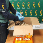 Tây Ban Nha: Bắt giữ 3 nghi phạm vận chuyển hơn nửa tấn quả khô cây thuốc phiện