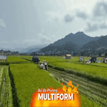 Malaysia triển khai công nghệ trồng “lúa tái sinh”