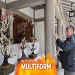 Nhật Bản: Hoa mận tưng bừng khoe sắc