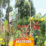 Thị trường hoa, cây cảnh Tết vào "đường đua" cận Tết.