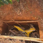 Công an tỉnh Gia Lai công bố nghi phạm cướp ngân hàng