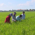 Thủ tướng Chính phủ yêu cầu bảo đảm tiêu thụ lúa hàng hóa cho nông dân