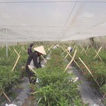 Startup trẻ nông nghiệp công nghệ cao tìm hướng đi mới cho kinh tế đô thị