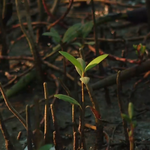 Cùng HTV Hành động xanh 2026 - Tập 1: Bảo vệ "lá chắn xanh" nơi đầu sóng