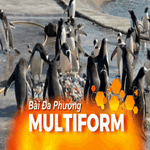 Chim cánh cụt lựa sỏi xây tổ chuẩn bị cho mùa sinh sản